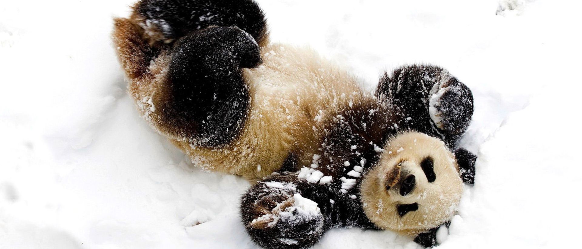 2016-1-74f2ae83-cf1b-4b0e-90c2-b3780be2ab6a-beautiful-lovely-snow-panda
