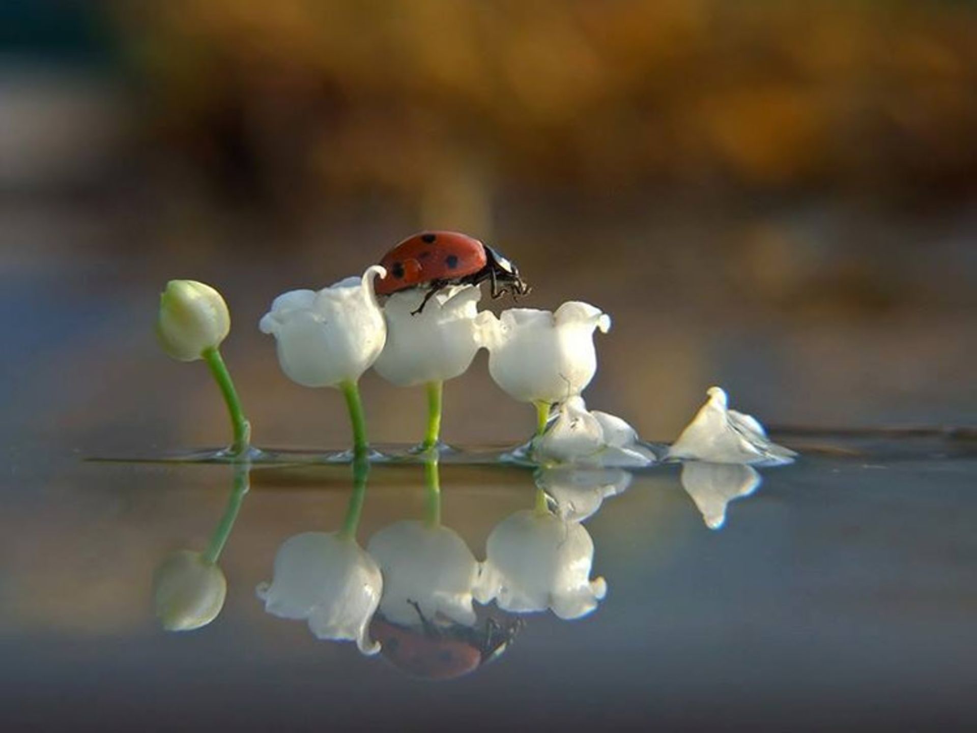 عکاسی بزرگنمایی