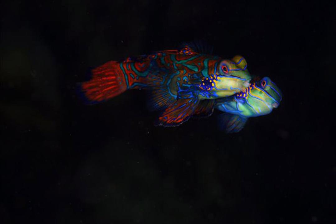 ماهی  mandarin dragonet