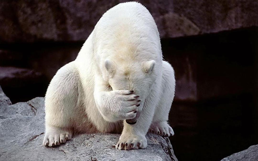 2016-1-79863c9a-6cd9-490c-b522-f6dd6f651a77-funny-bears-doing-human-things-101