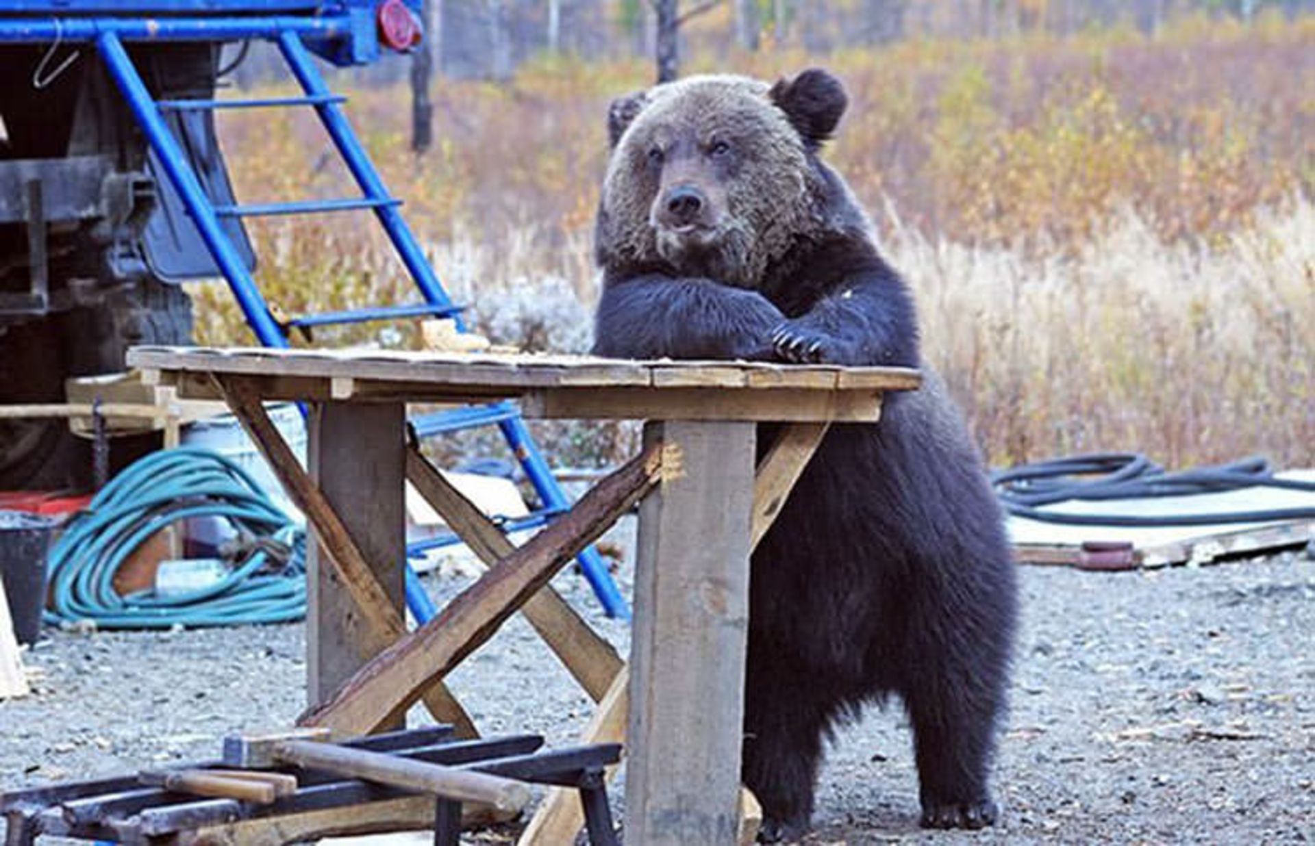 2016-1-7bb9b62a-3673-445e-8460-deece2a0934b-funny-bears-doing-human-things-30