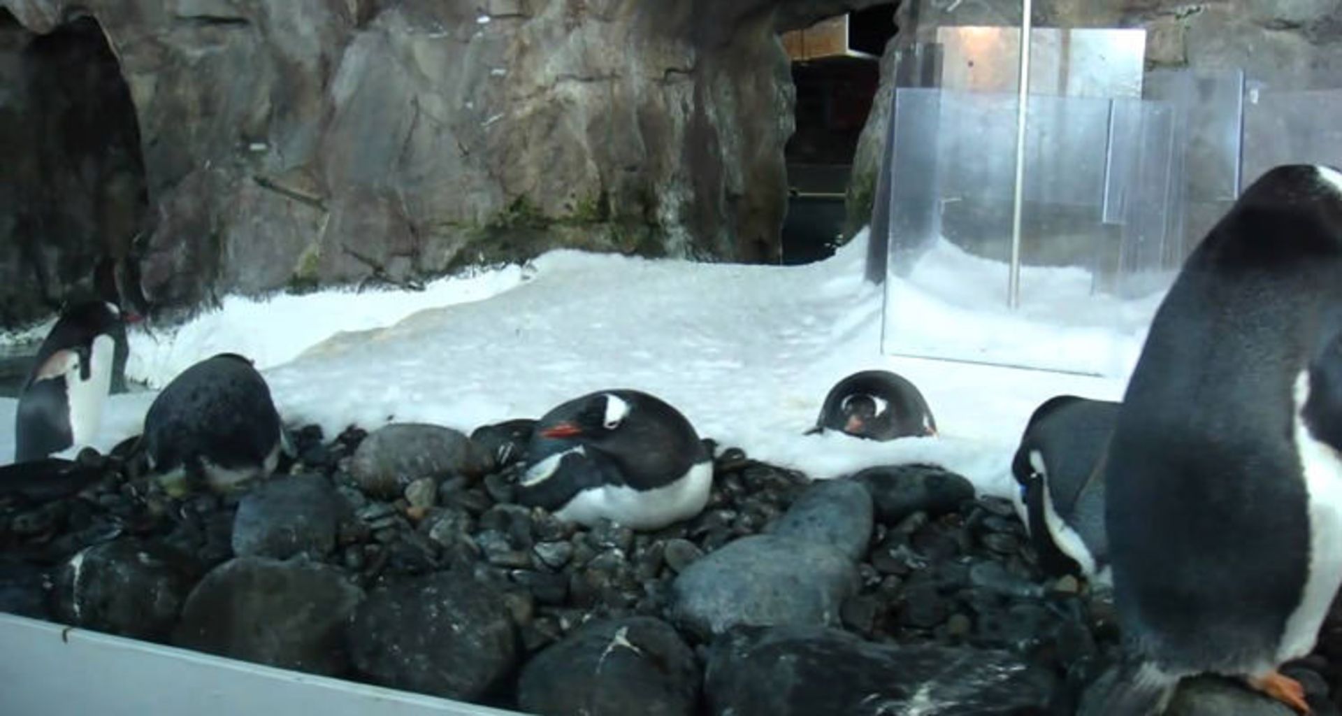 2016-1-821b61a6-1917-4be9-af2a-94fa86a2a704-kelly-tarltons-sea-life-aquarium-6