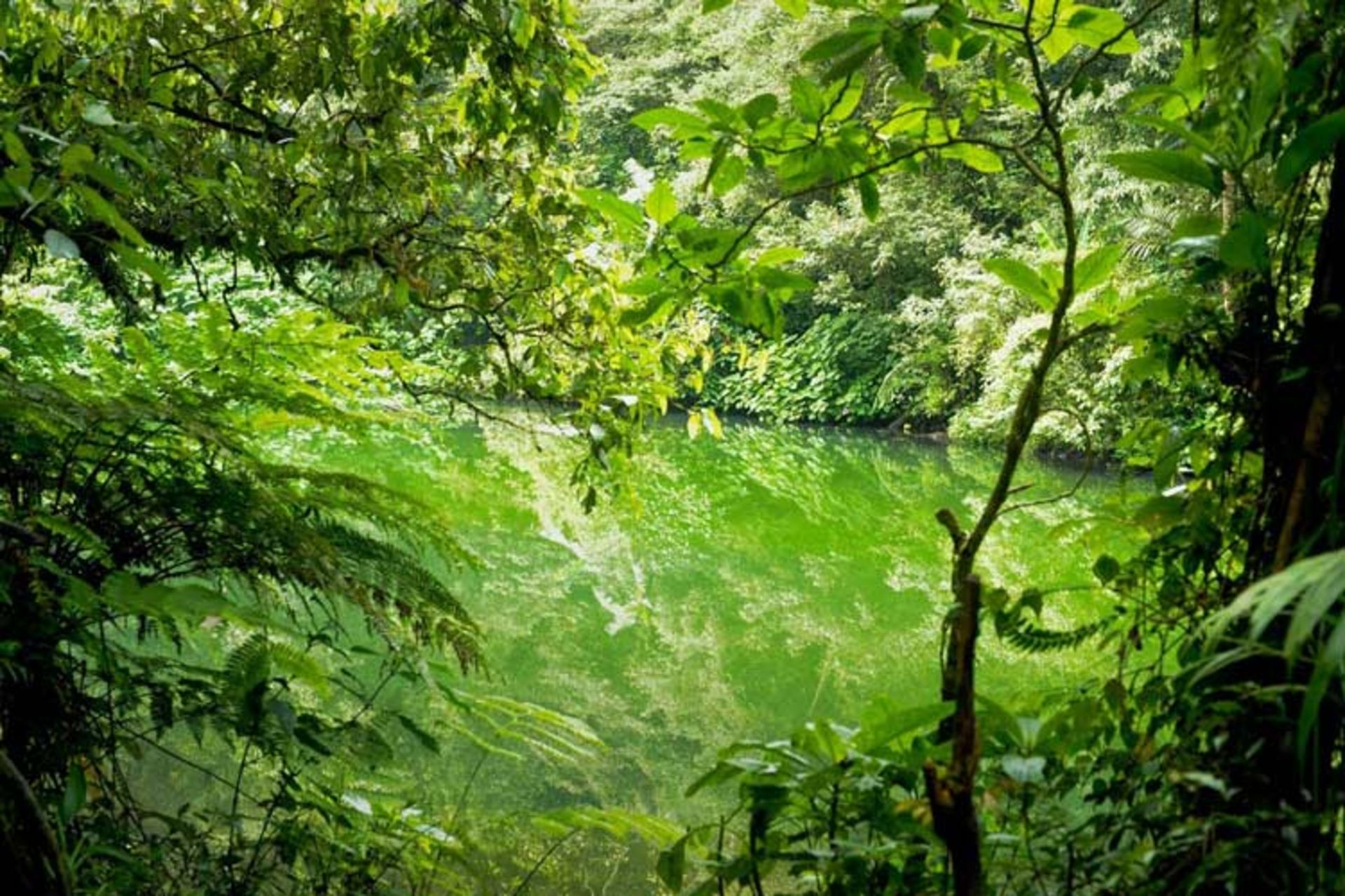 2016-1-86ba64bd-e4e4-4a0a-b5ab-ebcbad0a45d0-gunung--gede--pangrango--national--park-west--java--indonesia-5
