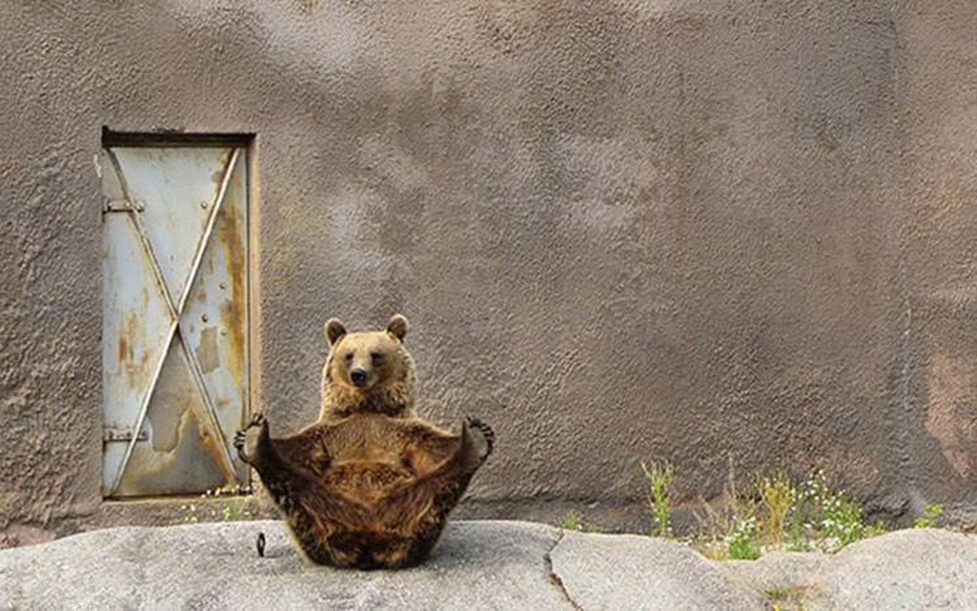 2016-1-93265898-d499-4d77-9dee-6bed4fe3883c-funny-bears-doing-human-things-14