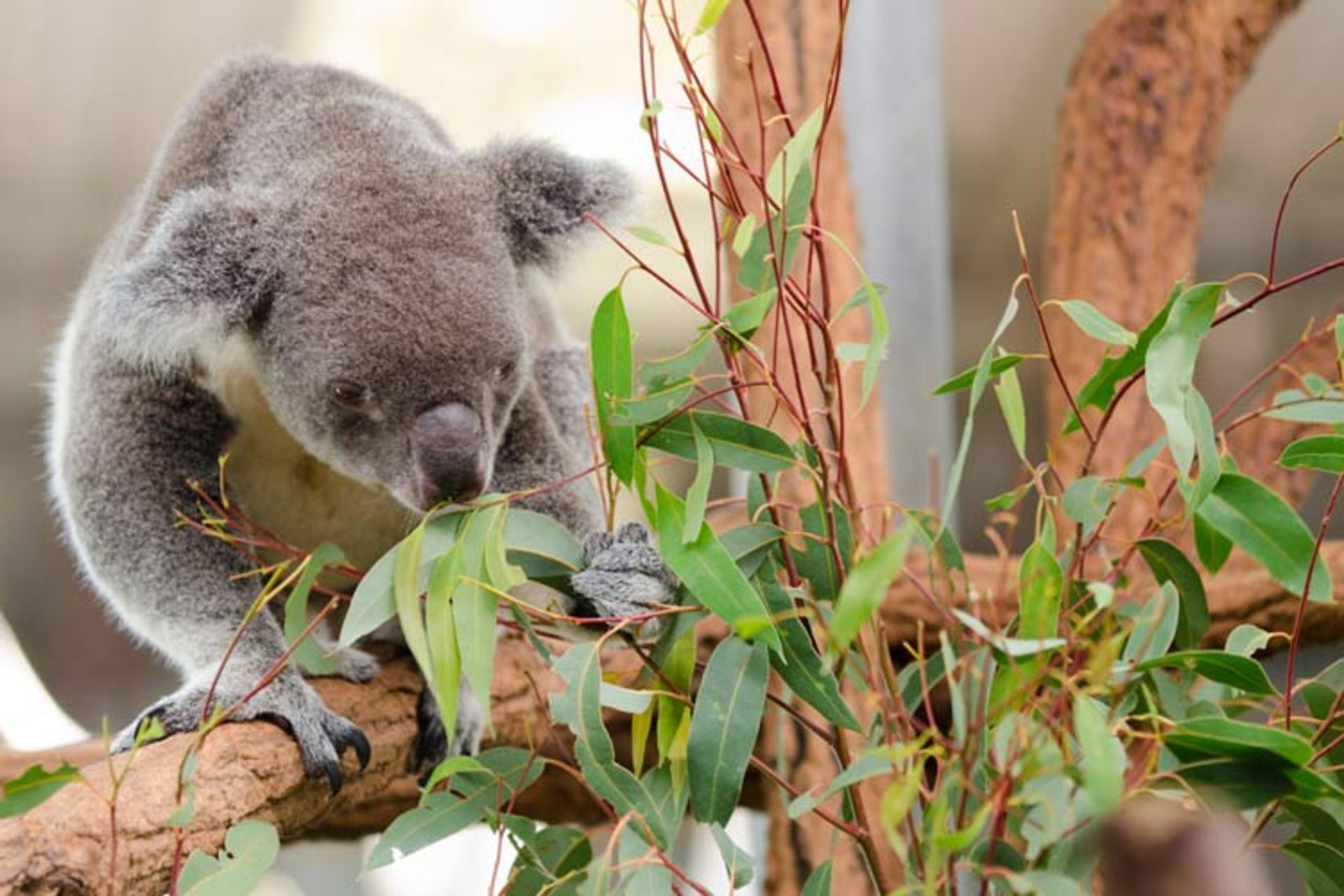 2016-1-9506866d-c9fb-4d9d-9ac1-e85345709f68-lone--pine--koala--sanctuary-3