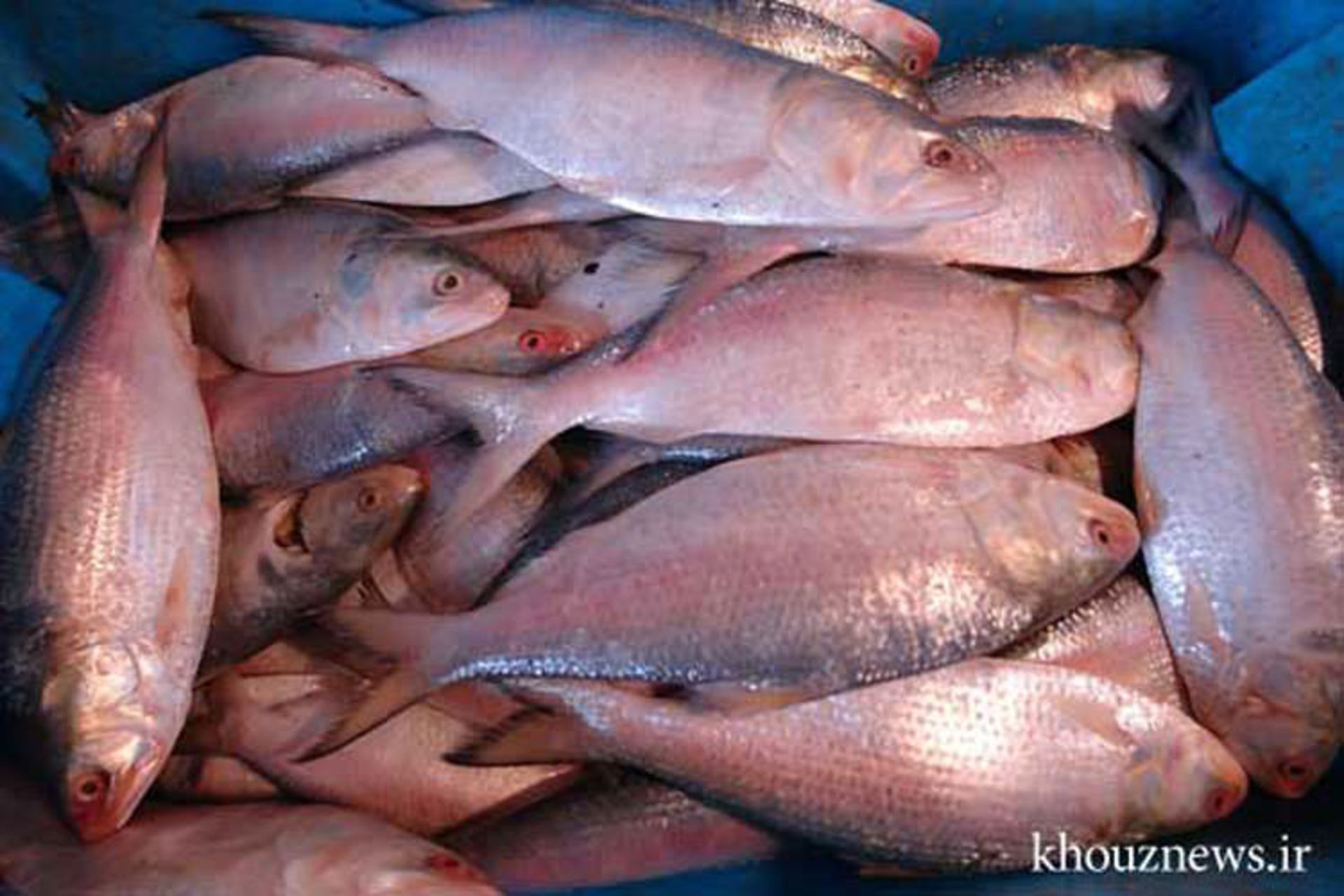 ماهی فروشی کاوه اهواز