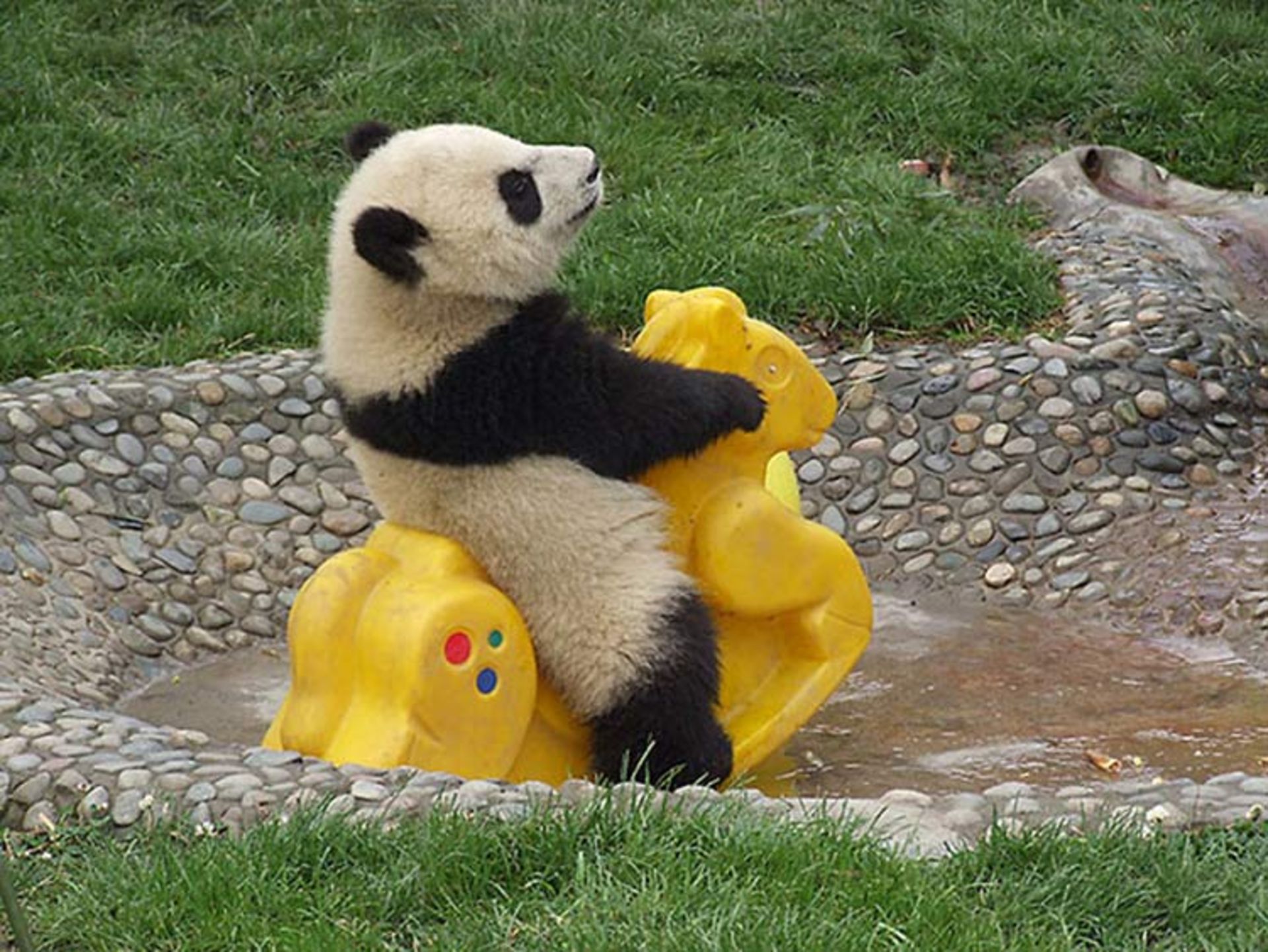 2016-1-9971e29e-f988-4ff5-b0cb-58d31ac03121-funny-bears-doing-human-things-17