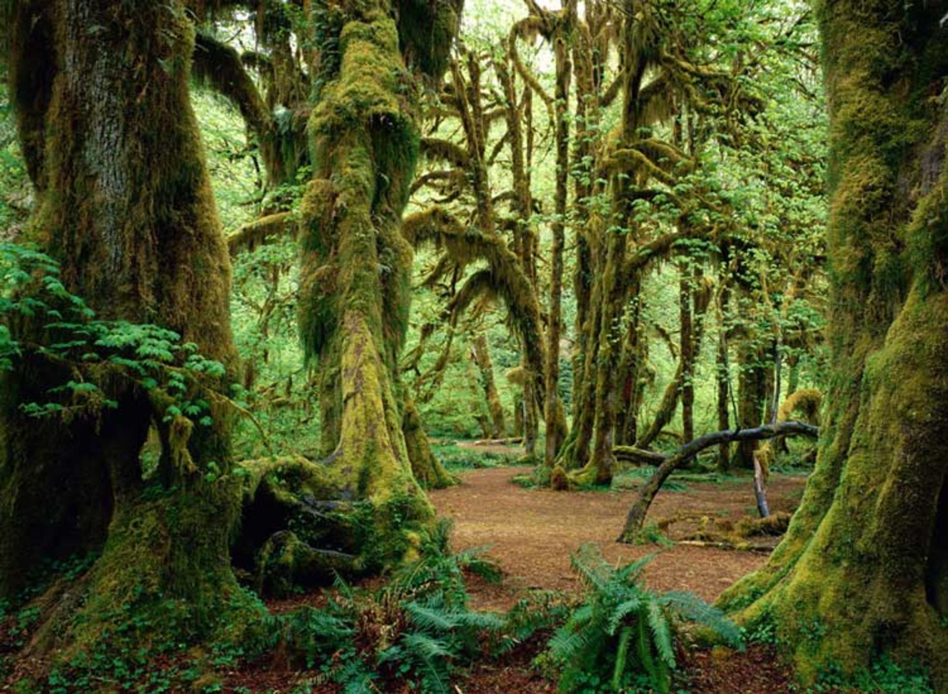 2016-1-9eab832e-6740-45a0-acce-d4fcce334a24-olympic--national--park-washington-usa-4