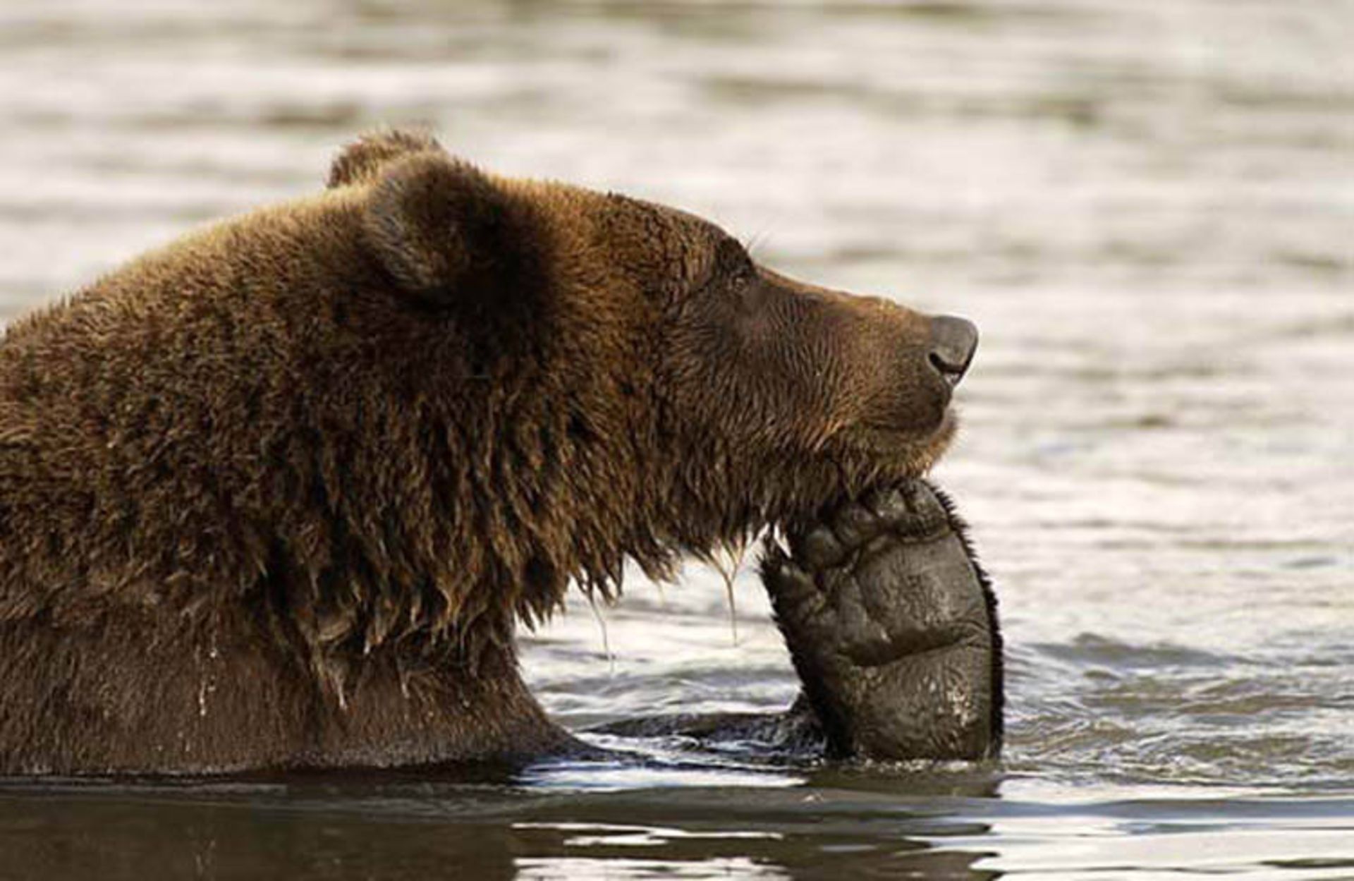 2016-1-a6c383f9-71ea-4b22-9675-eee9a812cc64-funny-bears-doing-human-things-35