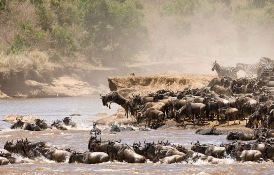 2016-1-a77277d3-0406-4490-b0a8-eb291a287242-serengeti-national--park-tanzania-2