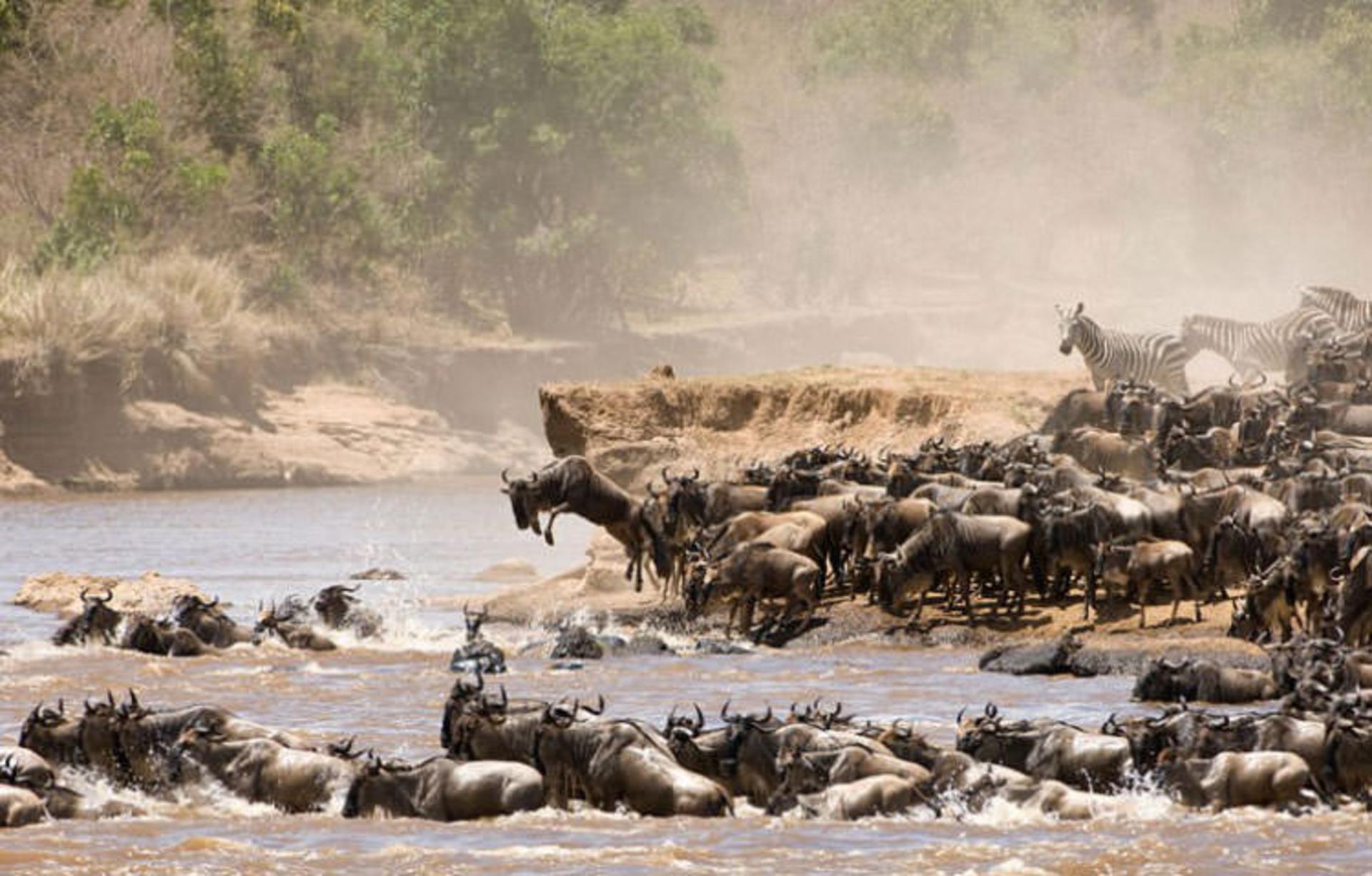 2016-1-a77277d3-0406-4490-b0a8-eb291a287242-serengeti-national--park-tanzania-2