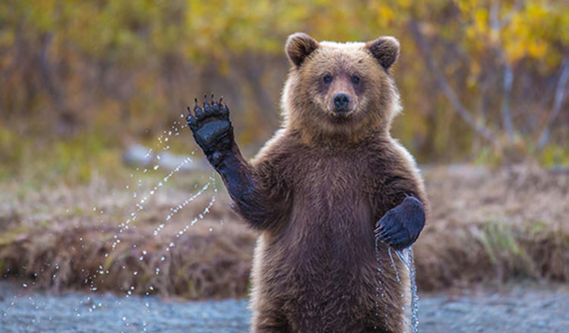 2016-1-b6adc9cb-40fd-48cc-9241-5a4b348f1c8e-funny-bears-doing-human-things-1