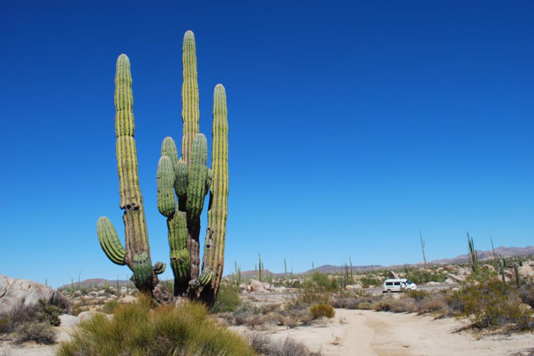 2016-1-b7b40ba1-6226-40c7-bb3c-aca62bc00d2a-baja--california--desert-1