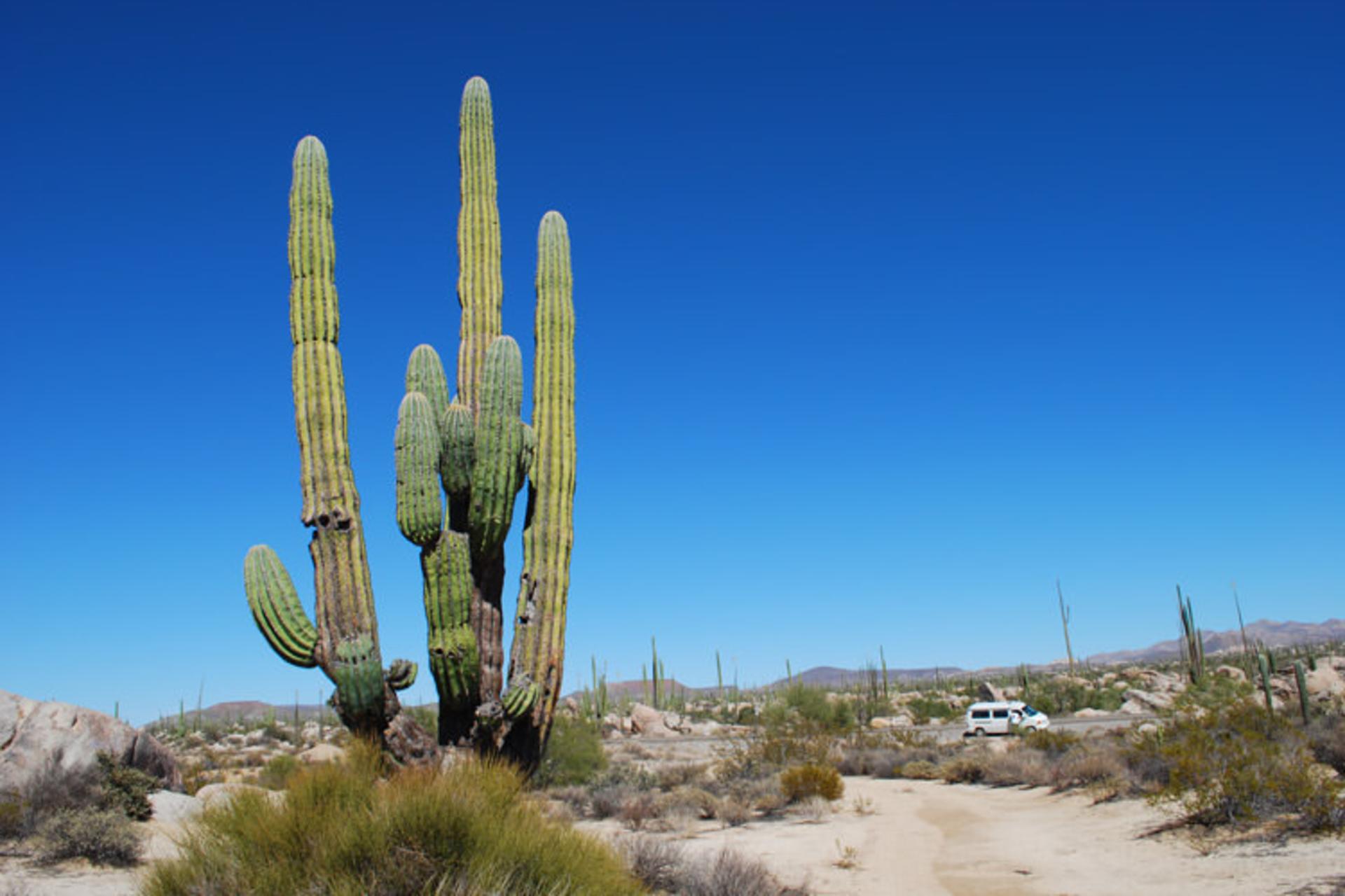 2016-1-b7b40ba1-6226-40c7-bb3c-aca62bc00d2a-baja--california--desert-1
