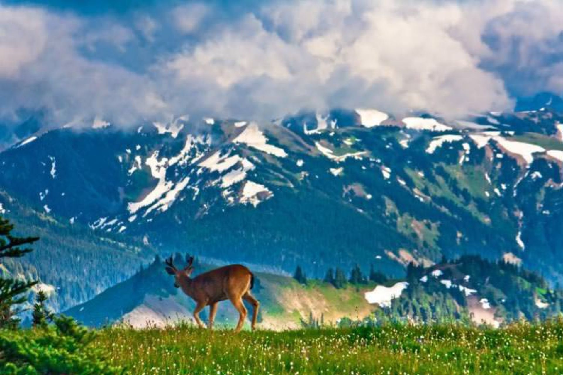2016-1-bf80ced3-9a3f-45a3-95e9-3efe287f1e97-olympic--national--park-washington-usa-1