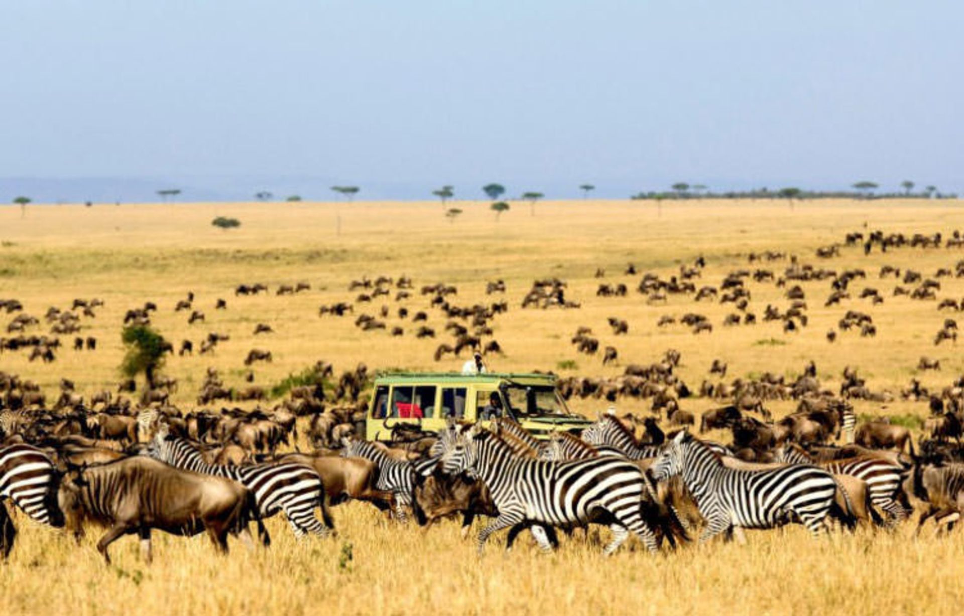2016-1-c0bdd455-9020-4968-a4f9-6082dd2573ab-serengeti-national--park-tanzania-4