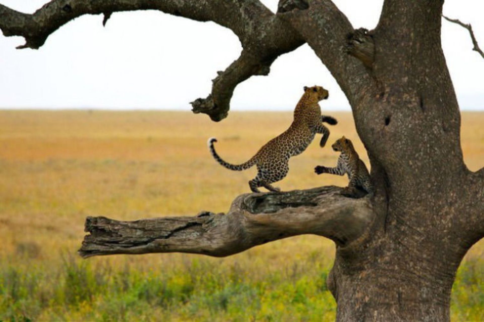 2016-1-c3e5e5c3-0410-480e-9ea9-04489812b8cd-serengeti-national--park-tanzania-8