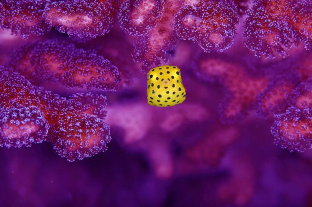 ماهی boxfish