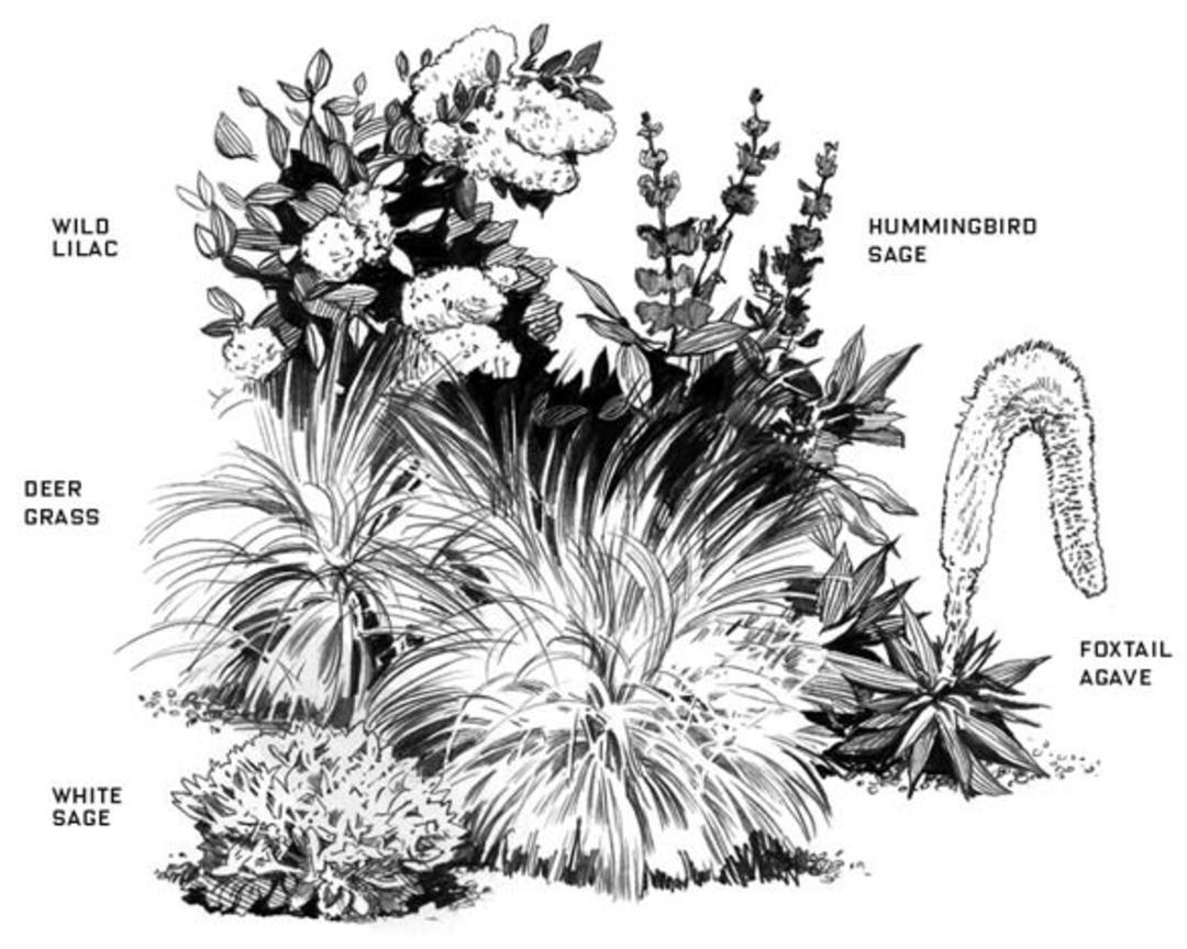 LA Plants