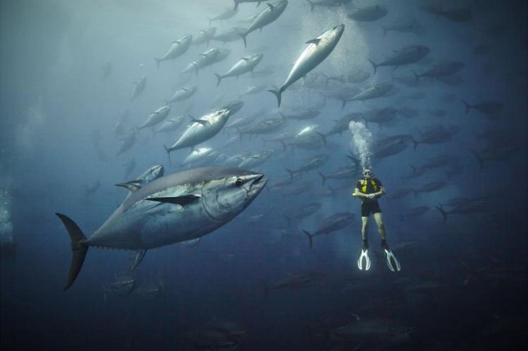 ماهی تن bluefin