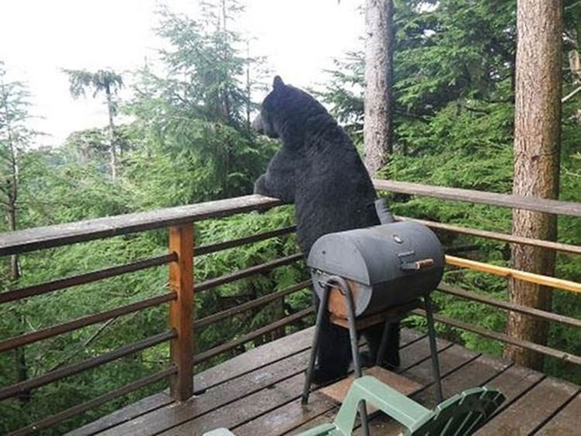 2016-1-d70ef40d-f48d-4e62-9007-a8381654cb98-funny-bears-doing-human-things-26