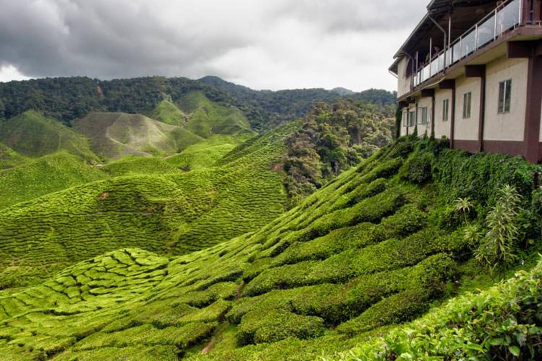 4-Cameron-Highlands