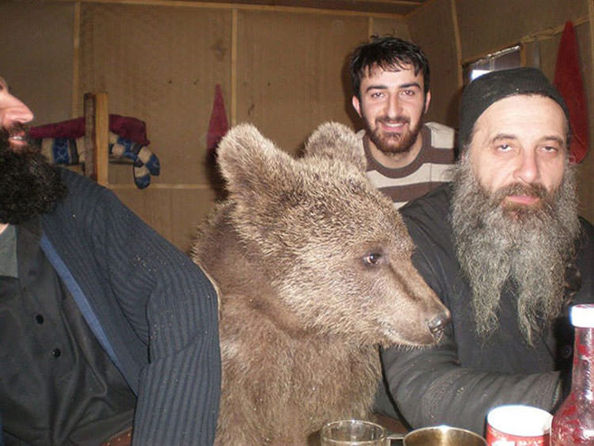 2016-1-d83bac70-9731-435a-9633-7ca64eed42e8-funny-bears-doing-human-things-3