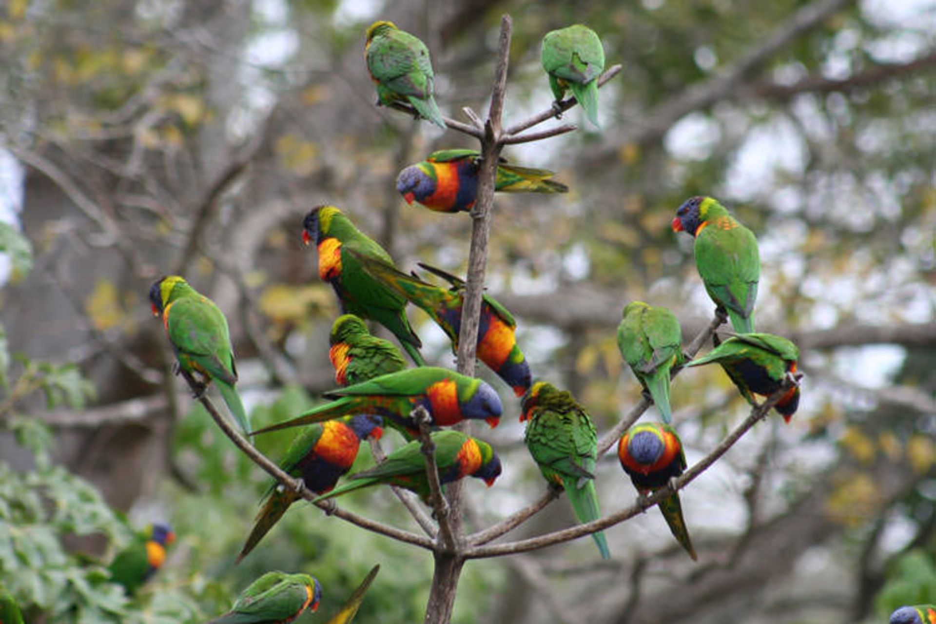 2016-1-e5fcd699-4378-4060-ac99-0ea5dfaab4b3-lone--pine--koala--sanctuary-2