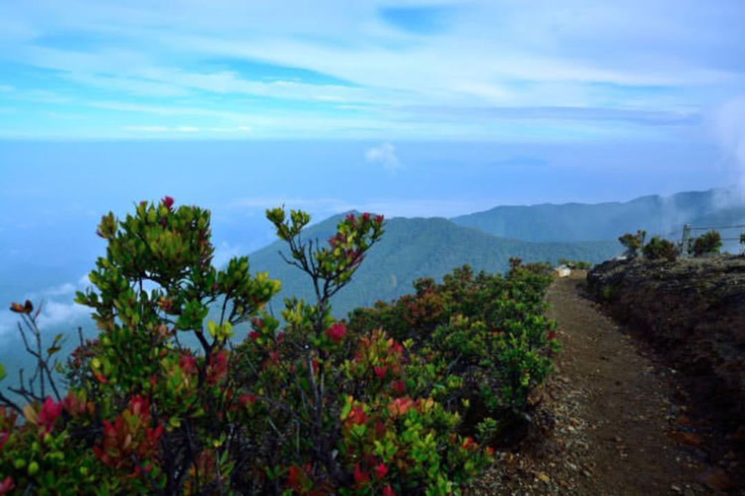 2016-1-ee84471d-82c2-418d-9583-f214e13d3b98-gunung--gede--pangrango--national--park-west--java--indonesia-2