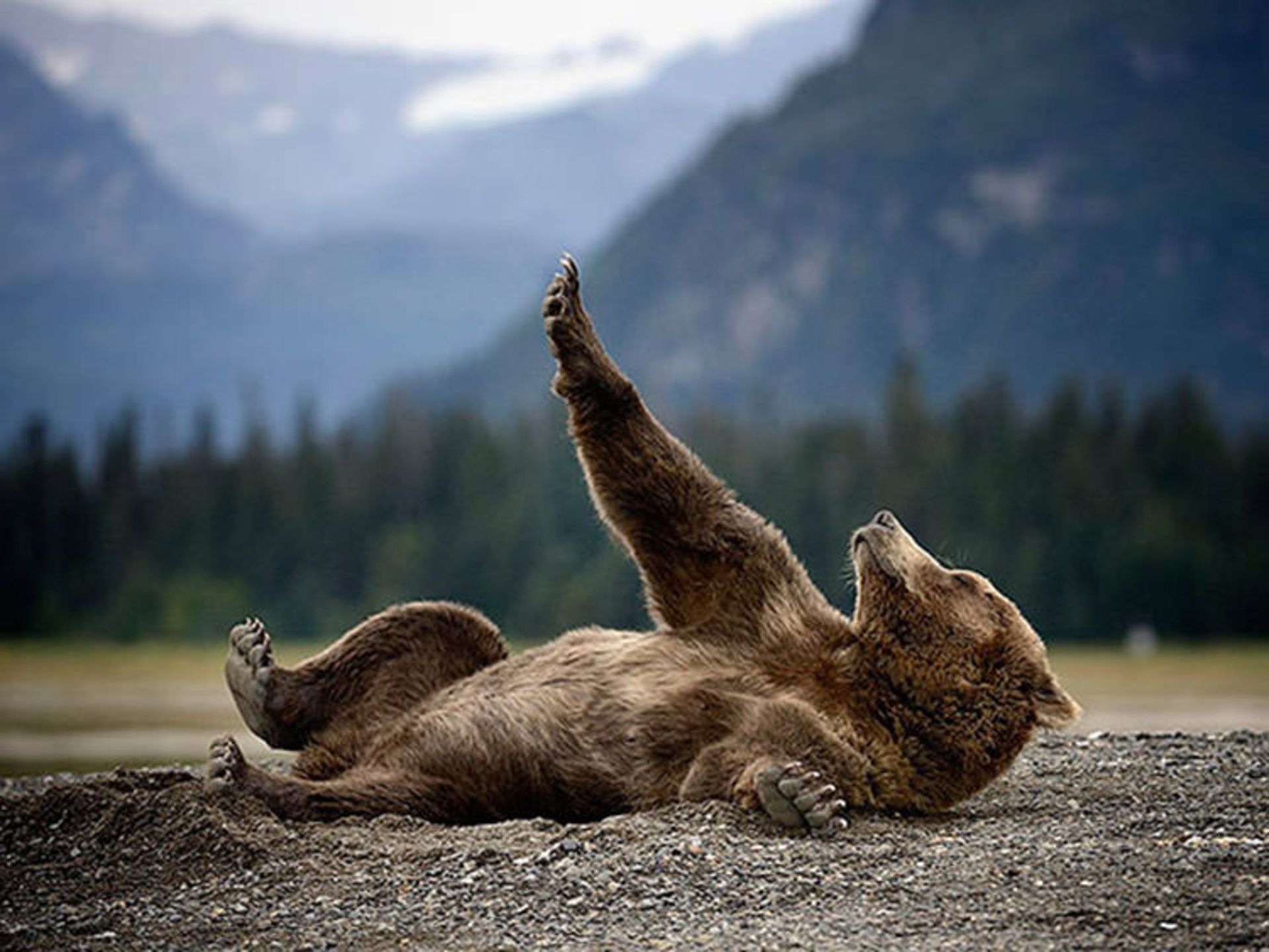 2016-1-f076c43e-842c-47ae-8761-7c487c50f49e-funny-bears-doing-human-things-9