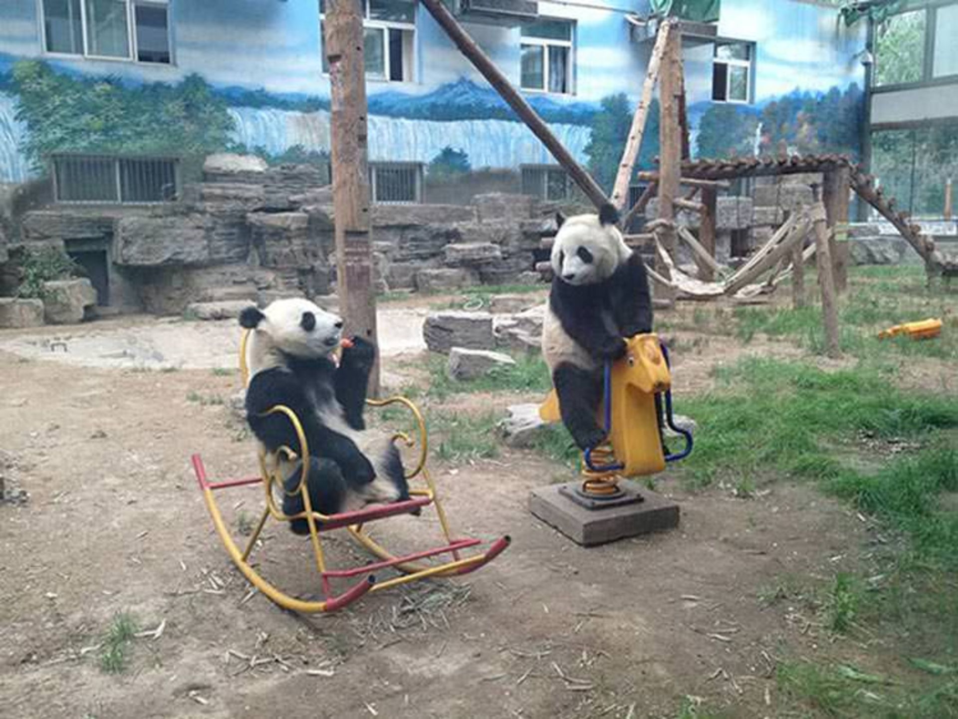 2016-1-f5c22d1c-1f2a-435c-a6c8-ddb44068d41d-funny-bears-doing-human-things-31