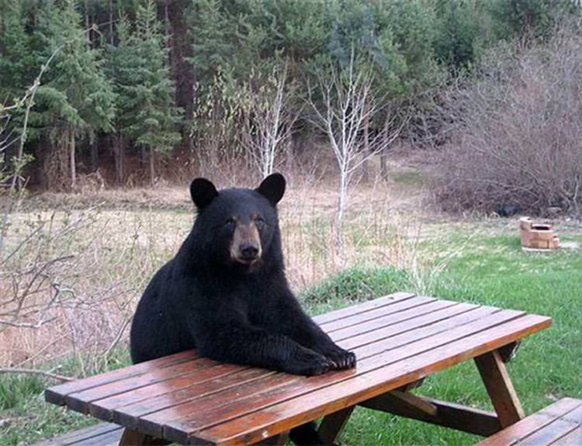 2016-1-fde964f3-fc7a-4120-9c77-a20bbc62d6b3-funny-bears-doing-human-things-15