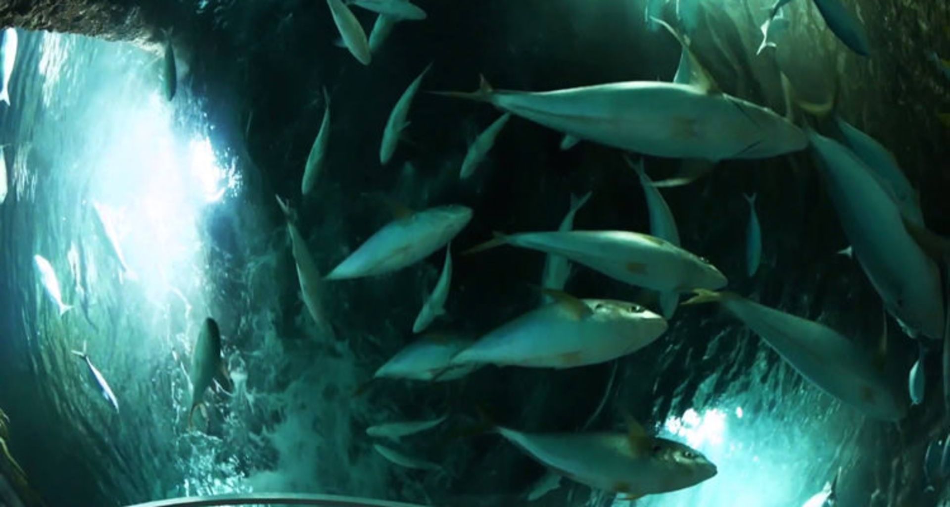 2016-1-fdebb641-ce8a-4160-a550-09adb8cfe6e2-kelly-tarltons-sea-life-aquarium-4