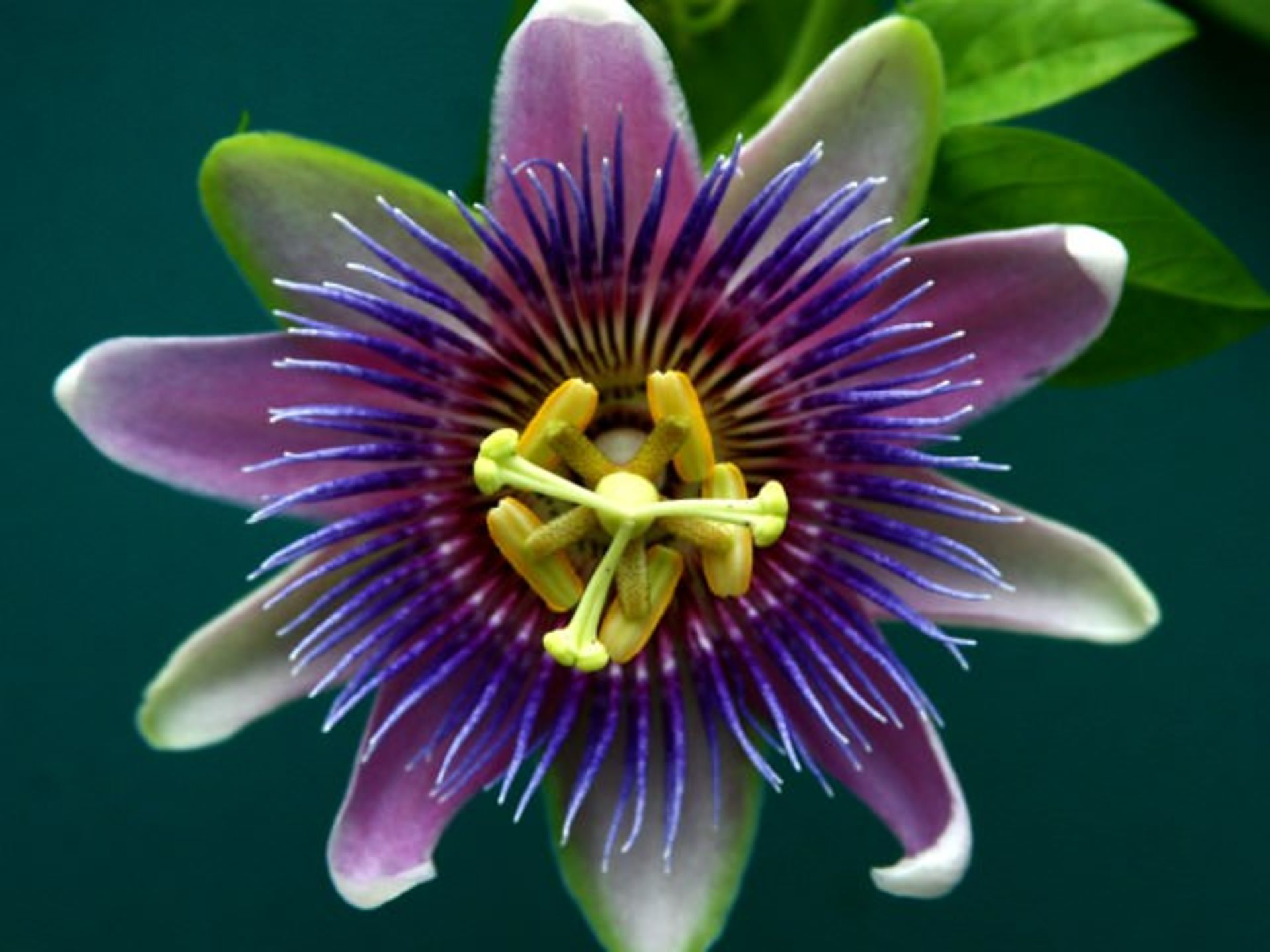 گل ساعتی