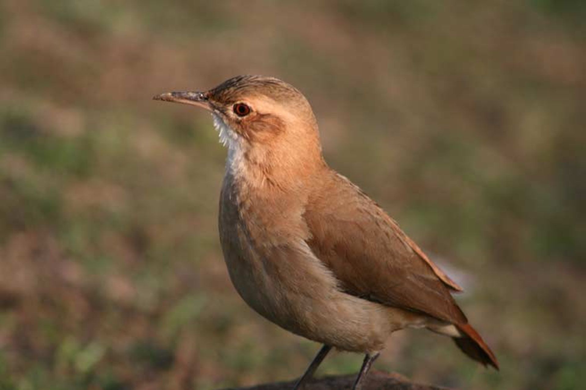 Rufous hornero