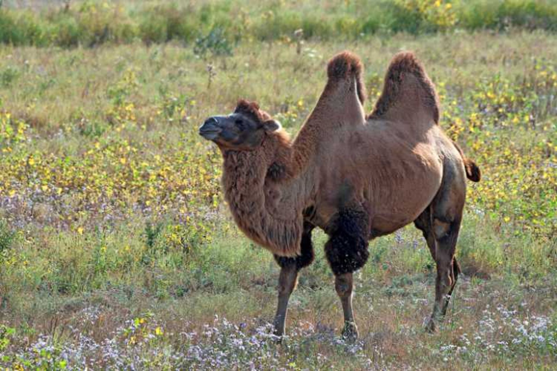 شتر دو کوهانه
