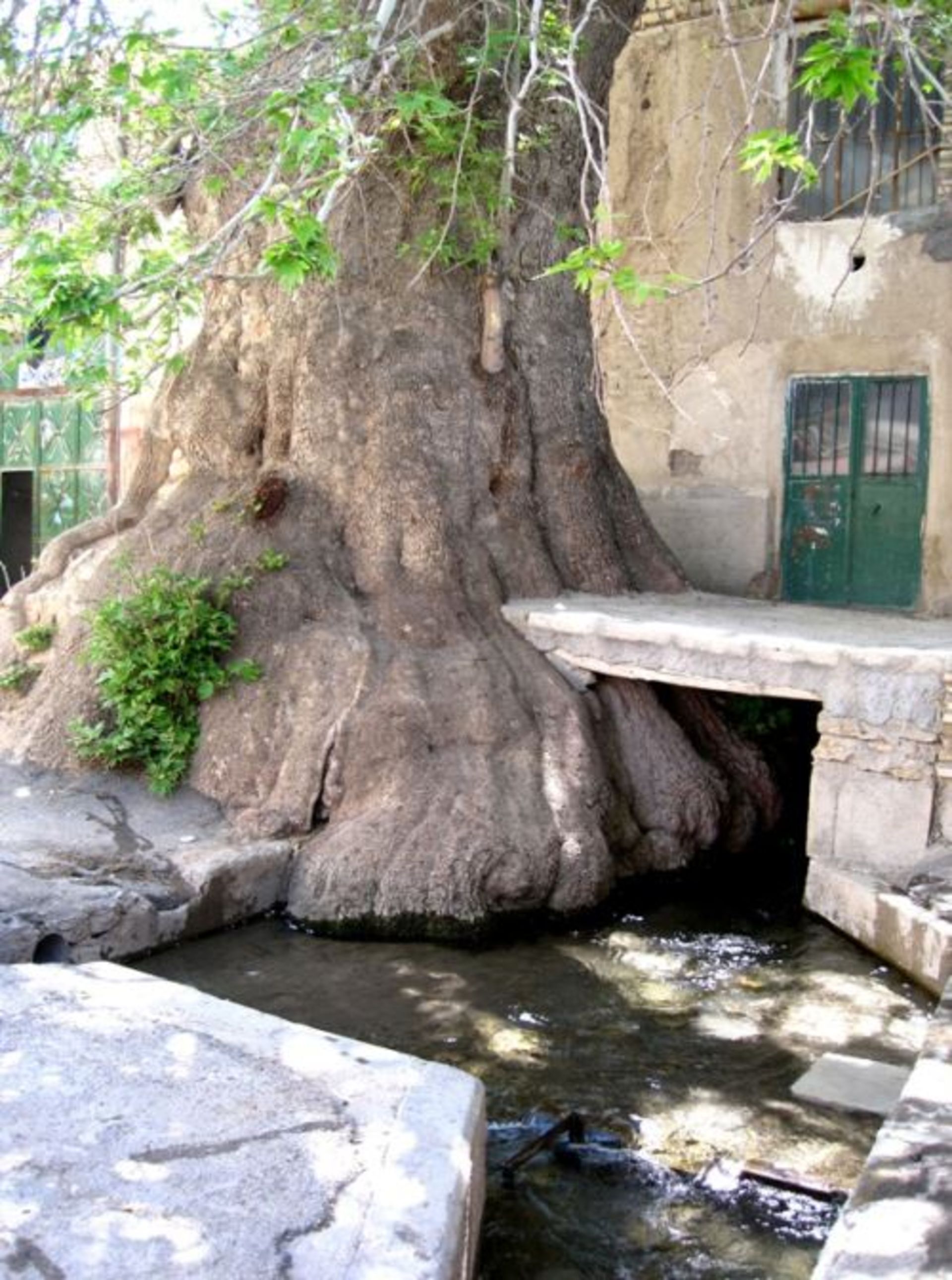مسجد ششناو