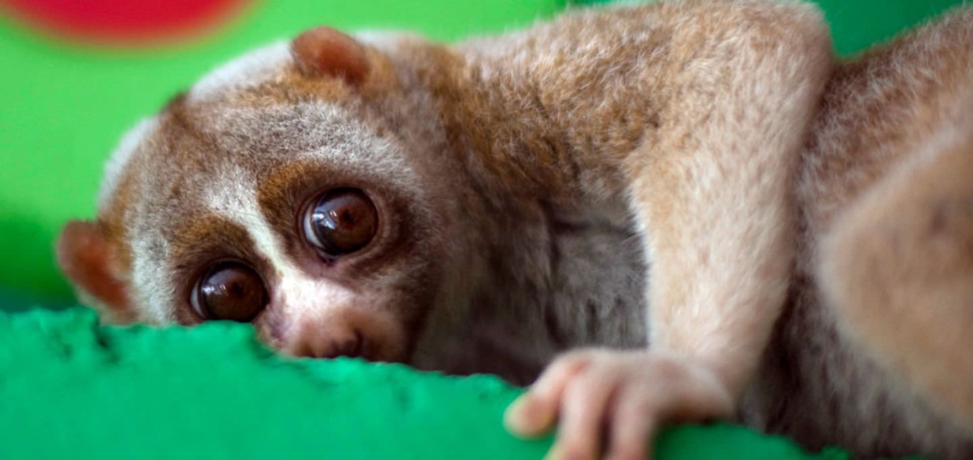 slow loris