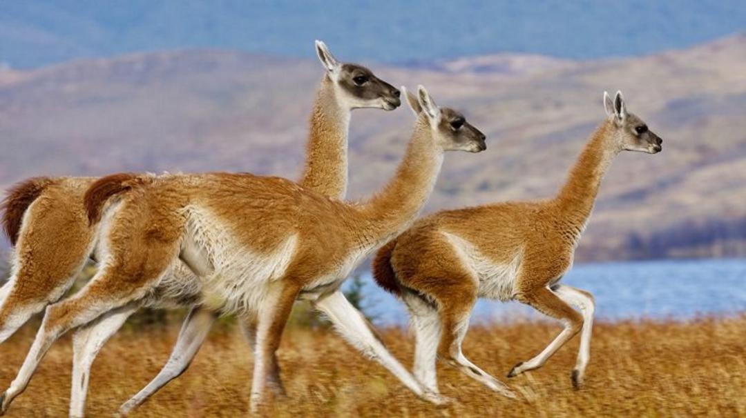 شتر بی کوهان