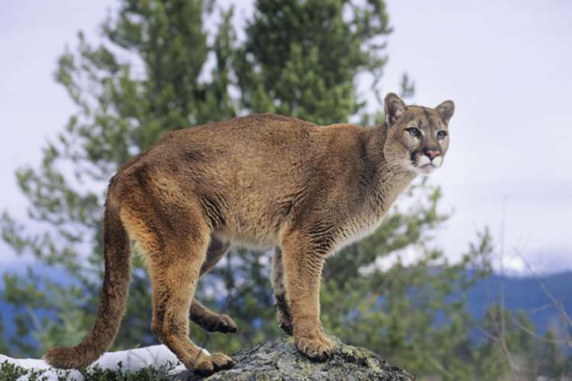 شیر کوهی