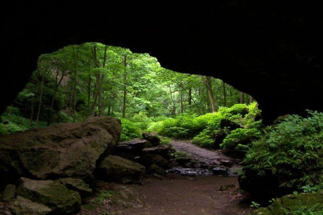 بقا در طبیعت
