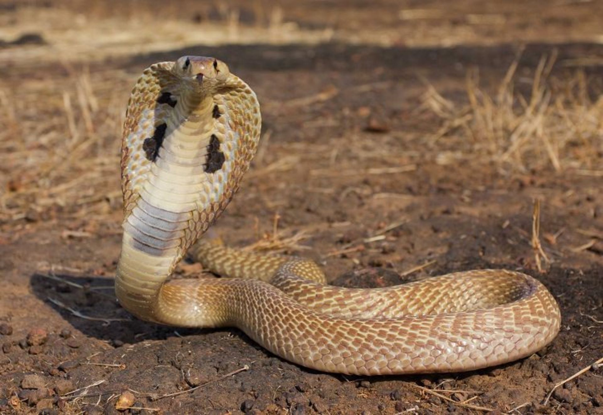 مار