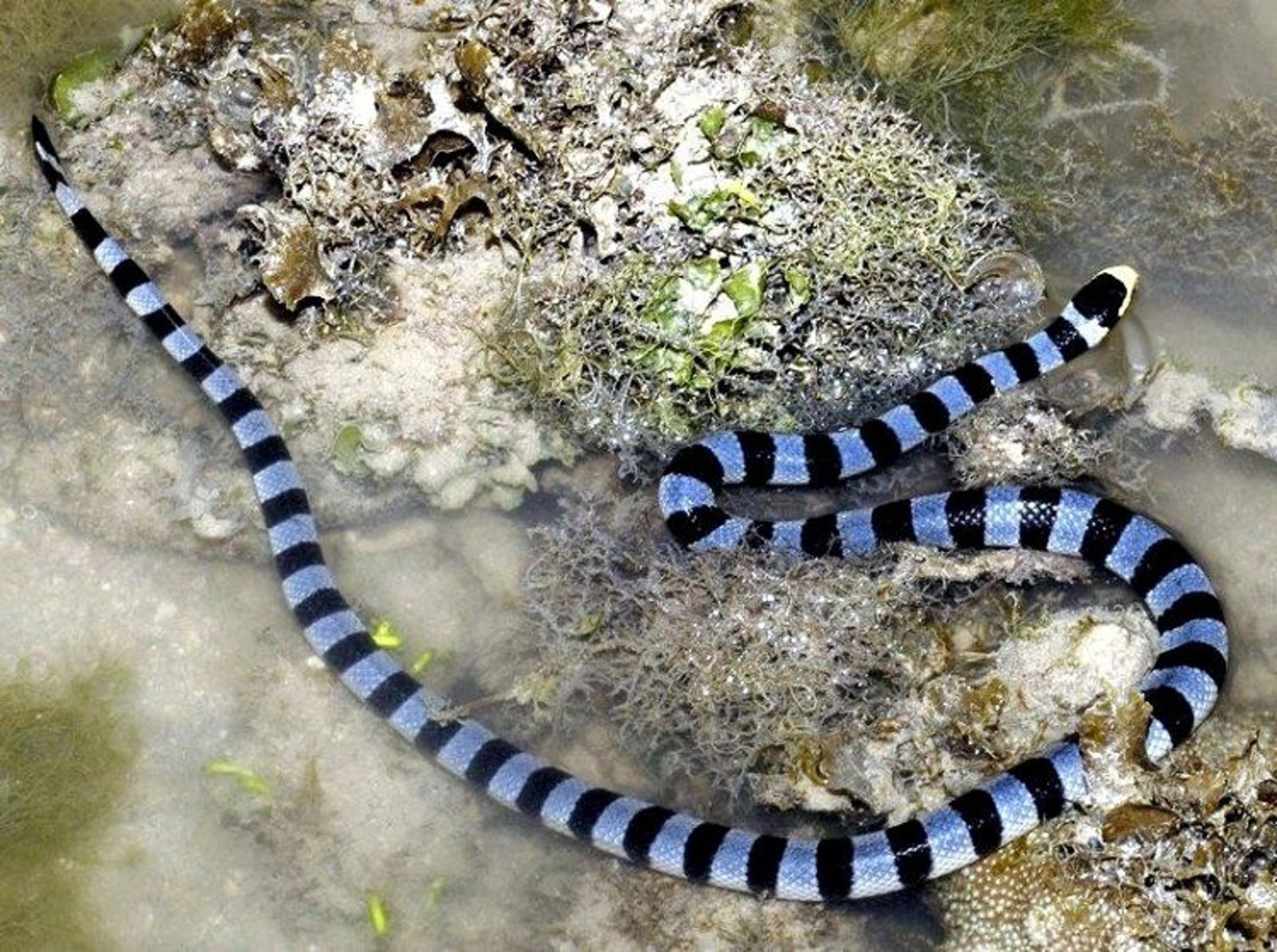 مار