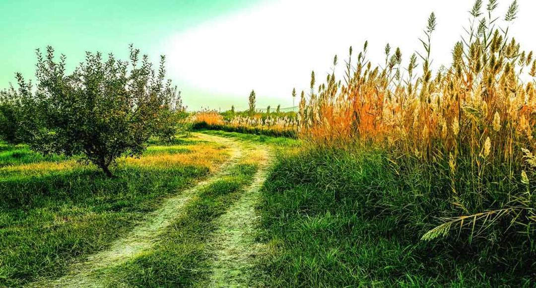 عکاسباشی