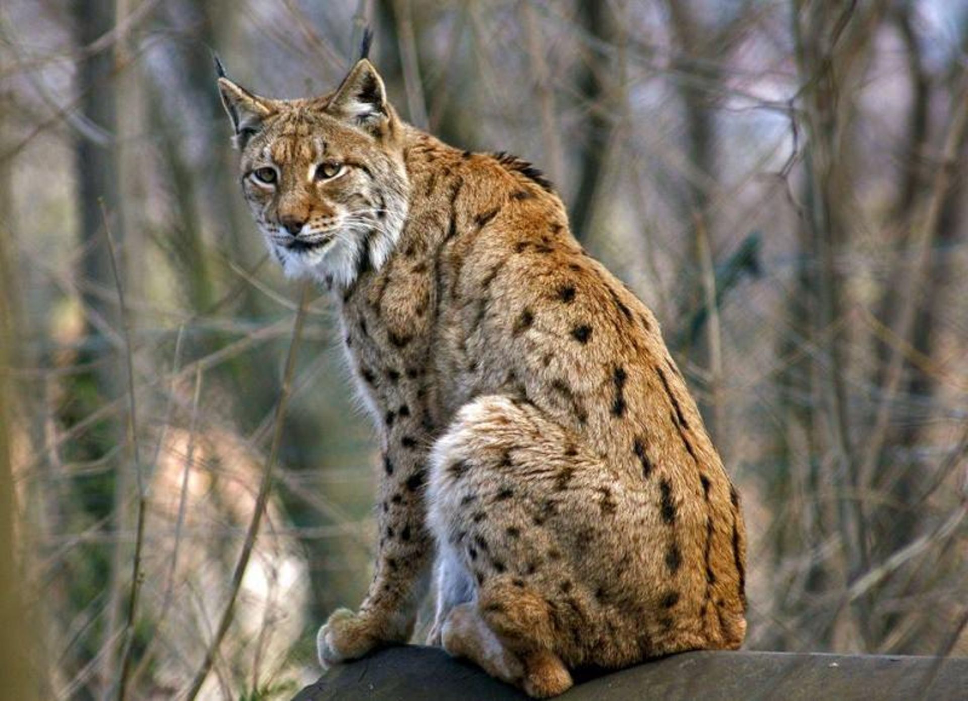 سیاه گوش