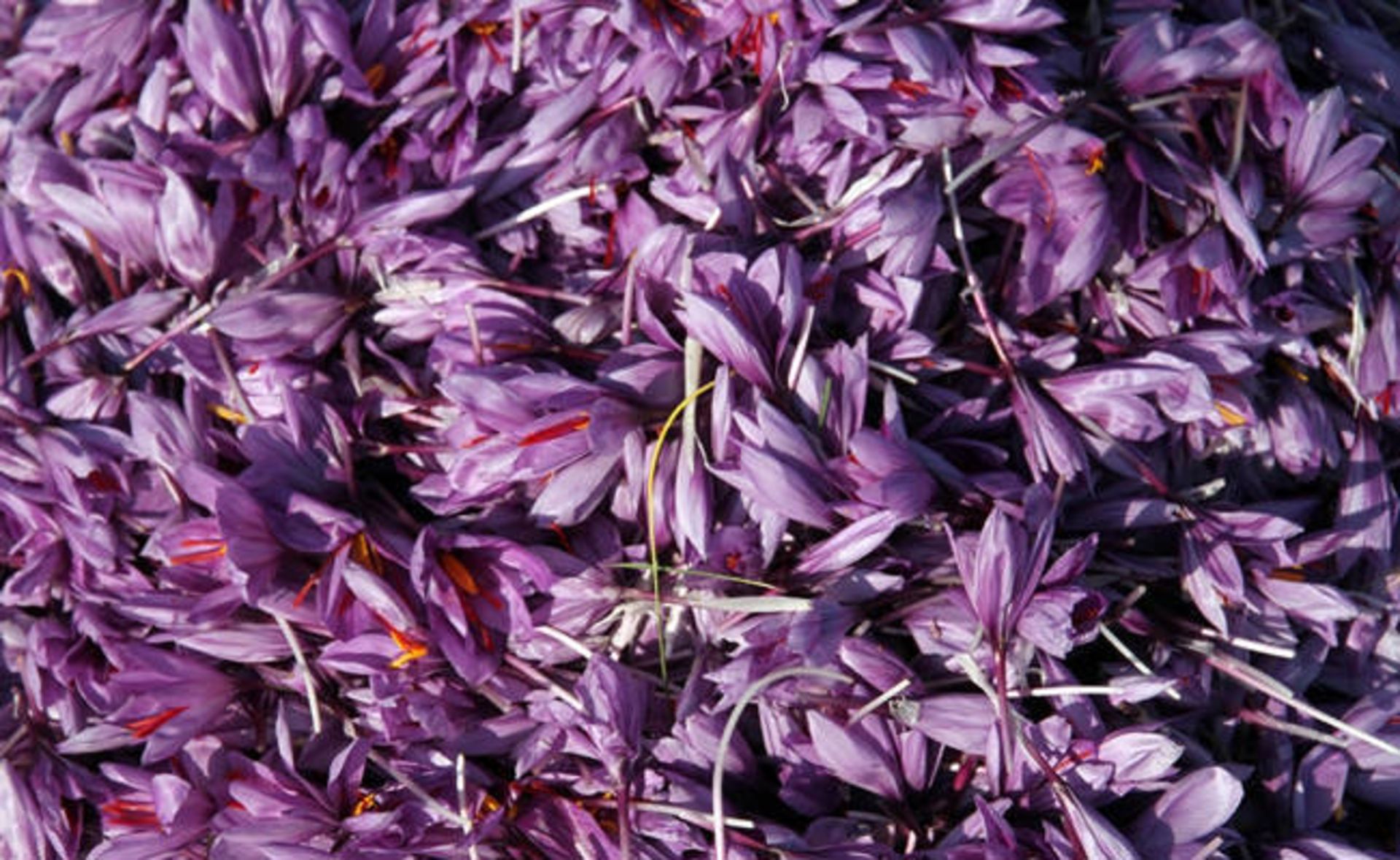 زعفران