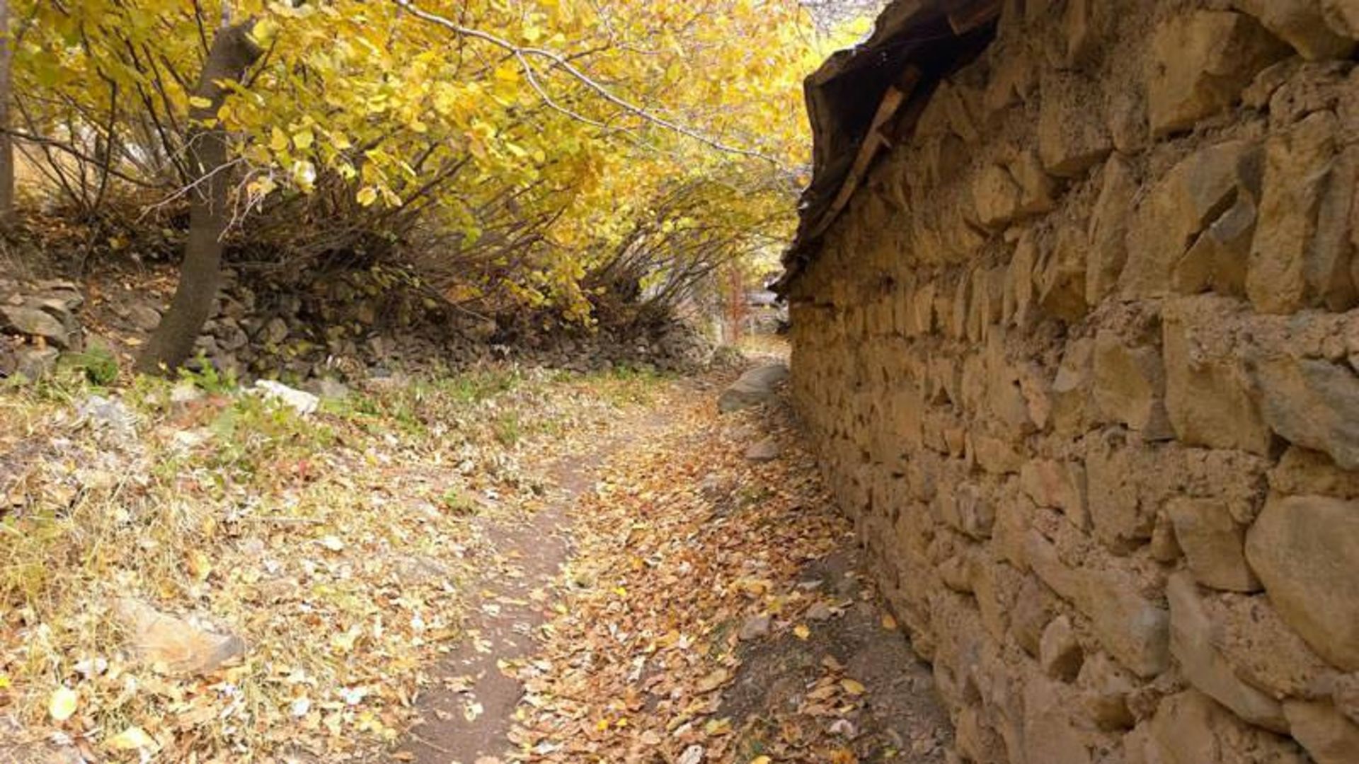 عکاسباشی