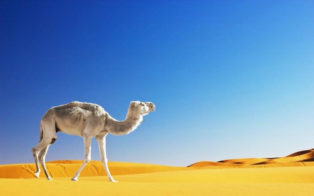 مراکش
