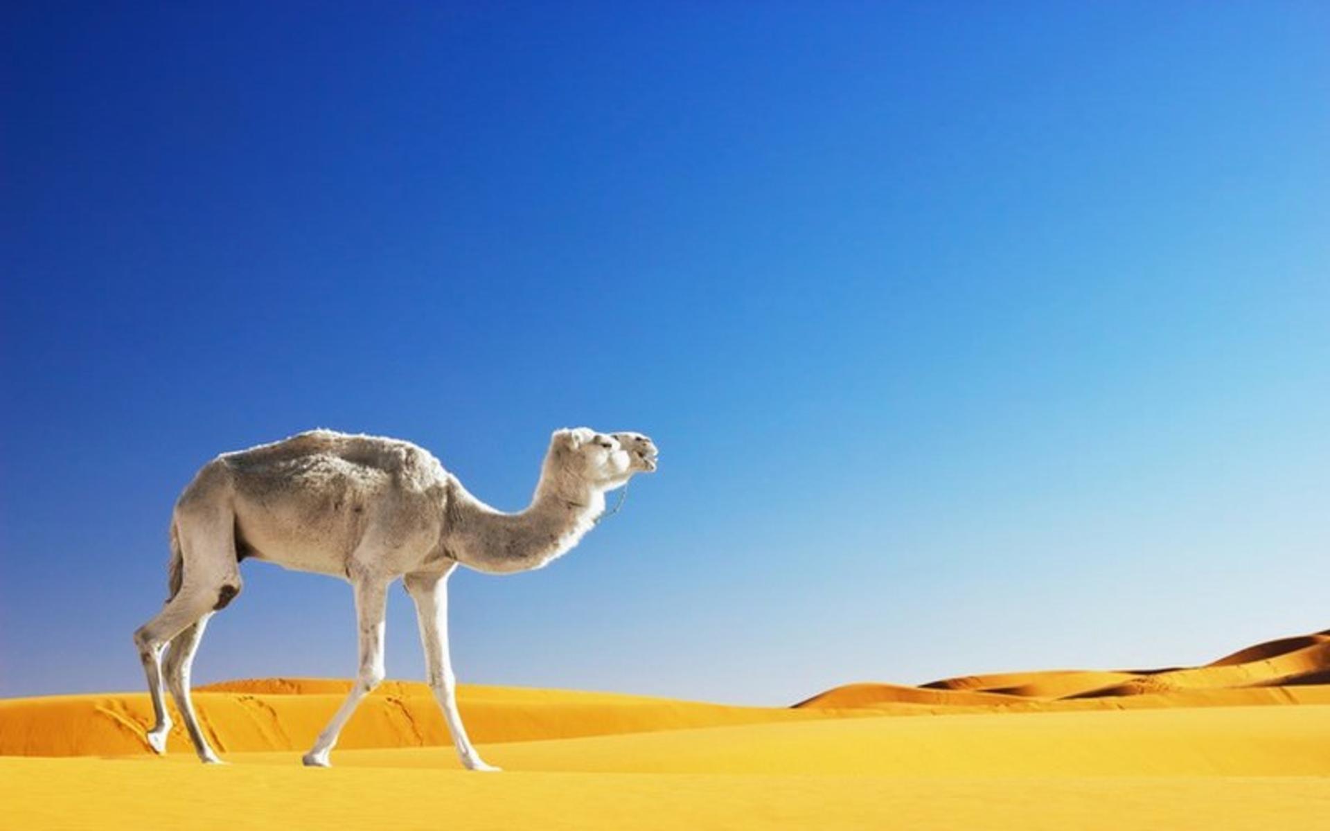 مراکش