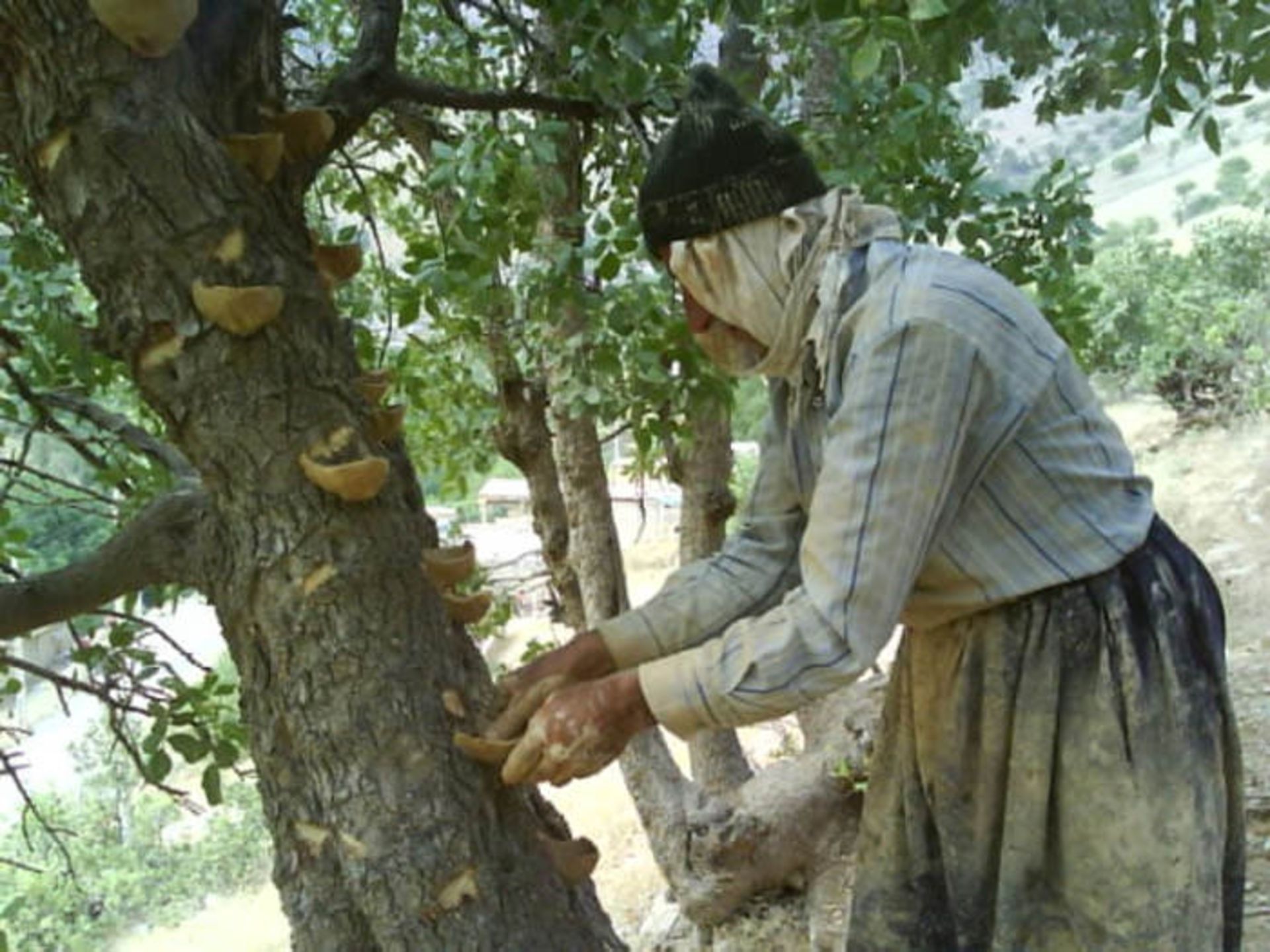 روستای ساتیاری